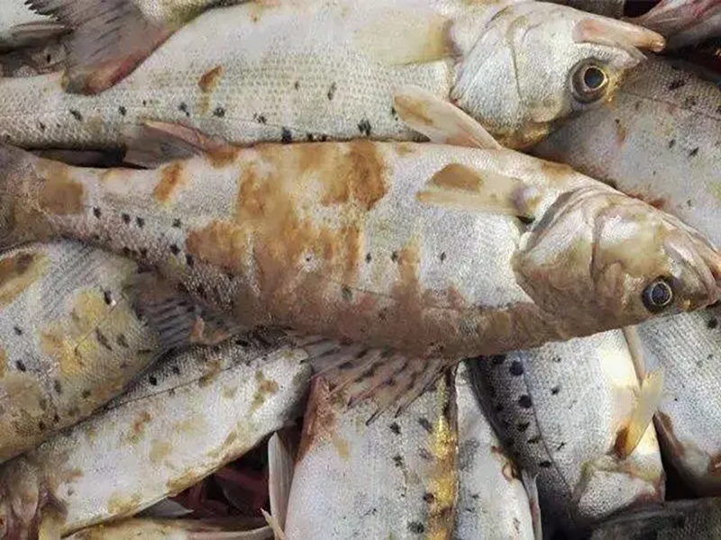 深秋水霉來襲，避開這三顆雷