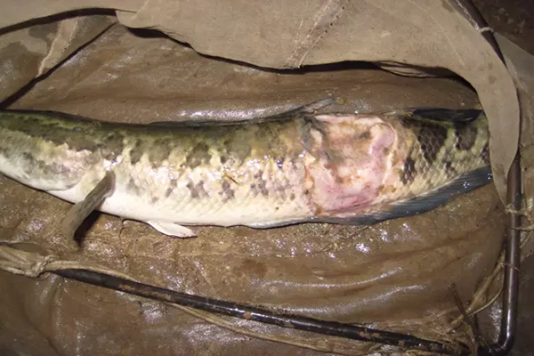 水反底生魚爛身，需解毒增氧內(nèi)服