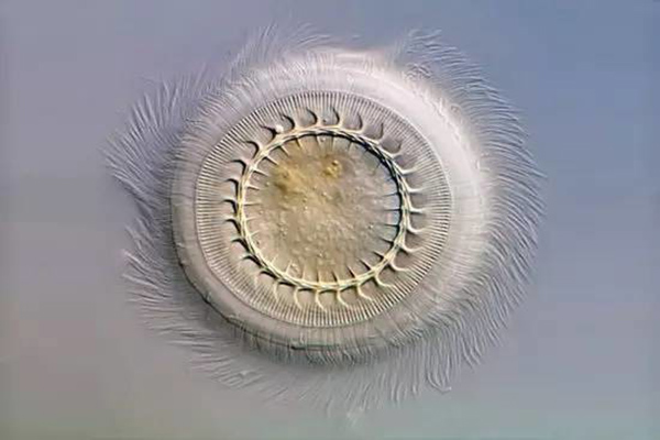 草魚寸片“白嘴白尾”、死亡嚴重？謹防車輪蟲病